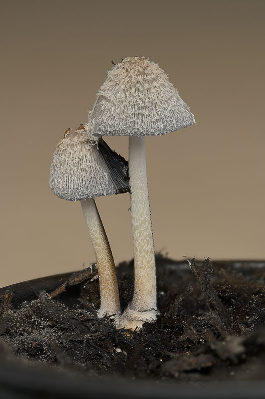 Coprinopsis cinerea